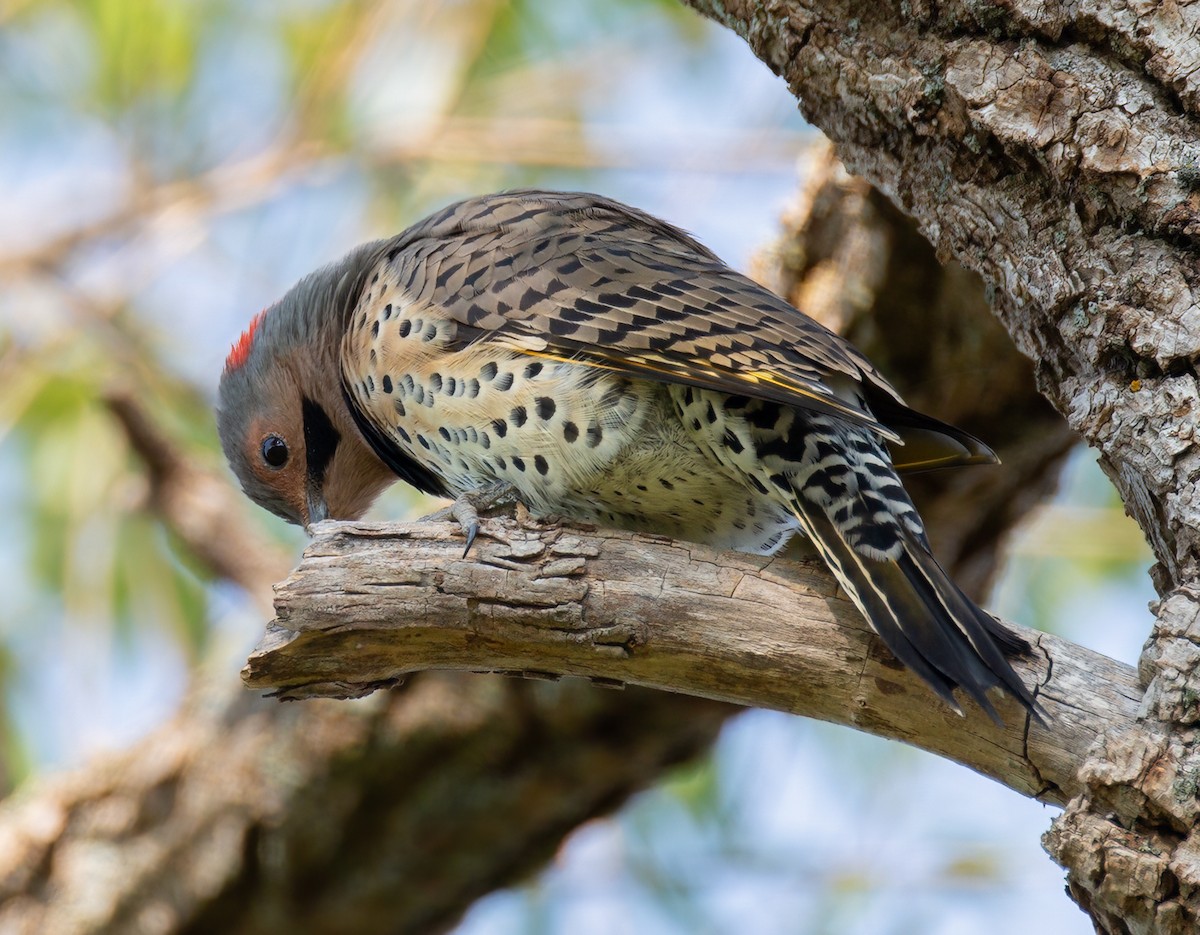 Northern Flicker - ML623727768