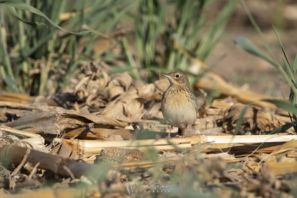 Pampas Pipit - ML623727774