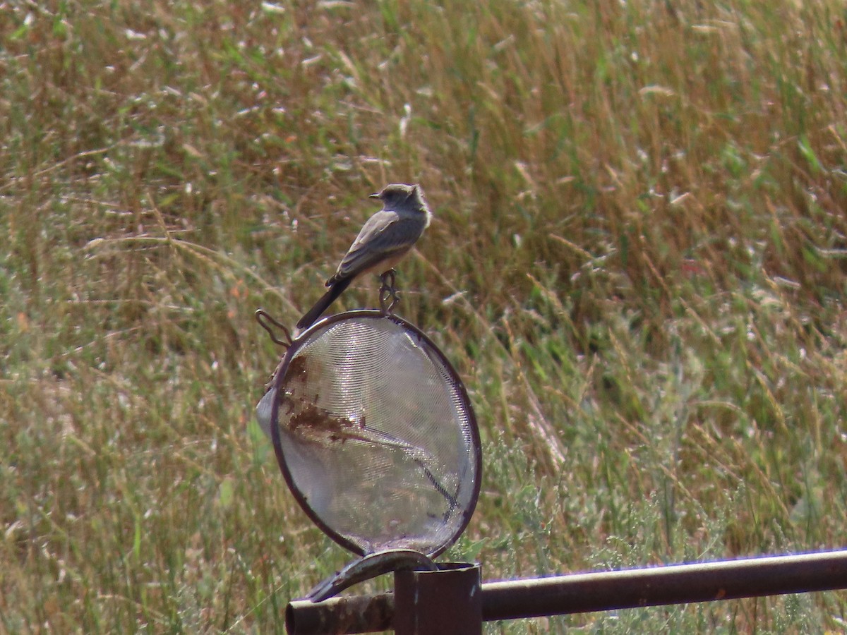 Say's Phoebe - ML623727788