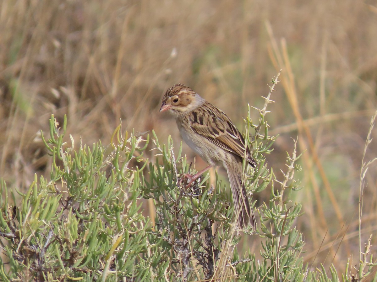 Clay-colored Sparrow - ML623727802