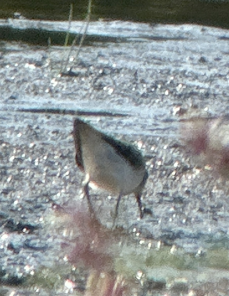 White-rumped Sandpiper - ML623727816