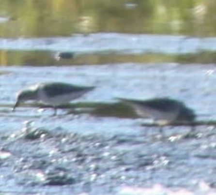 White-rumped Sandpiper - ML623727817