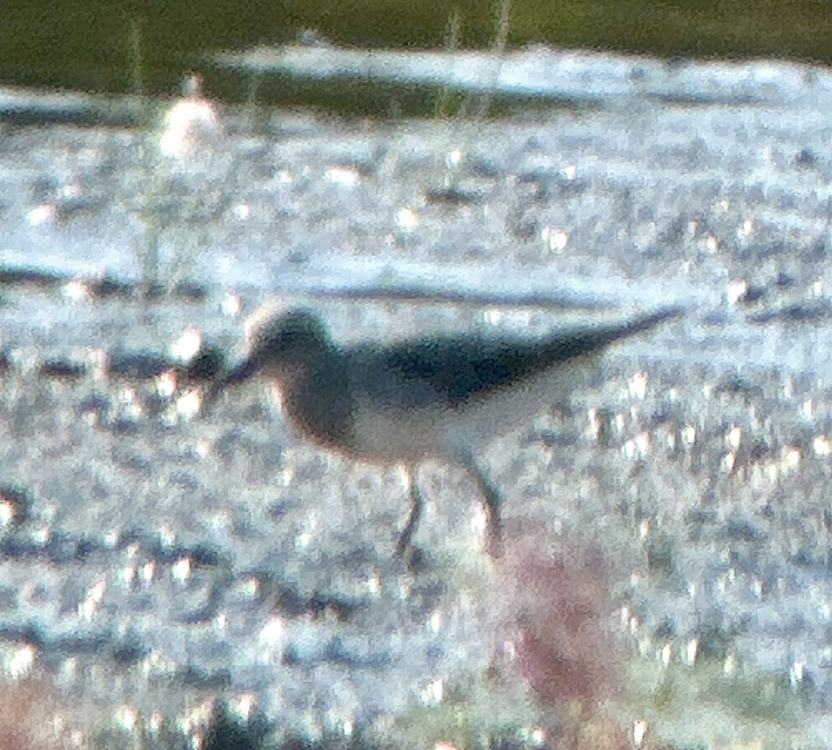 White-rumped Sandpiper - ML623727818