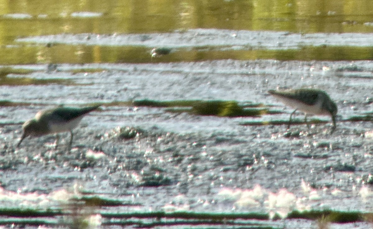 White-rumped Sandpiper - ML623727819