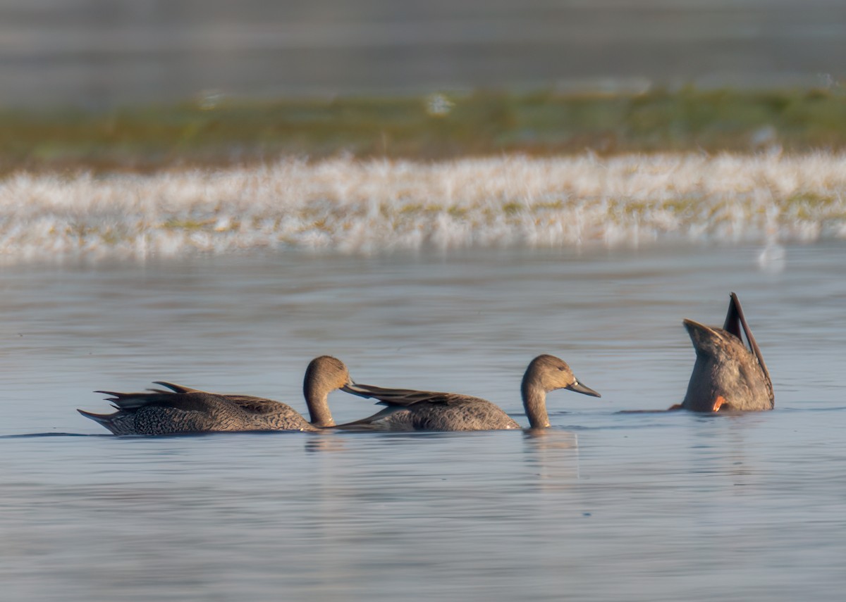 Northern Pintail - ML623727820