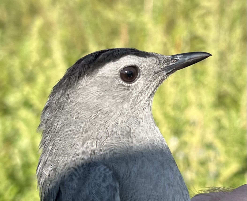 Gray Catbird - ML623727849