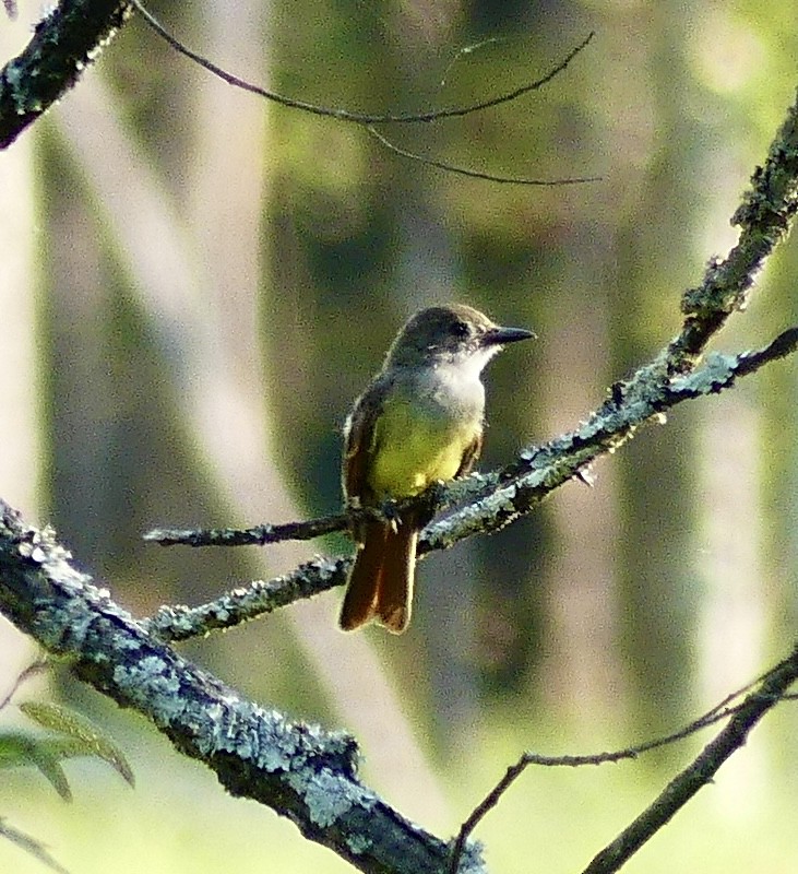 Great Crested Flycatcher - ML623727864