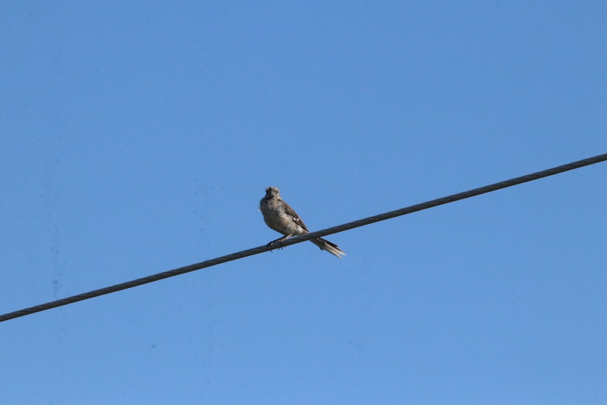 Northern Mockingbird - ML623727882