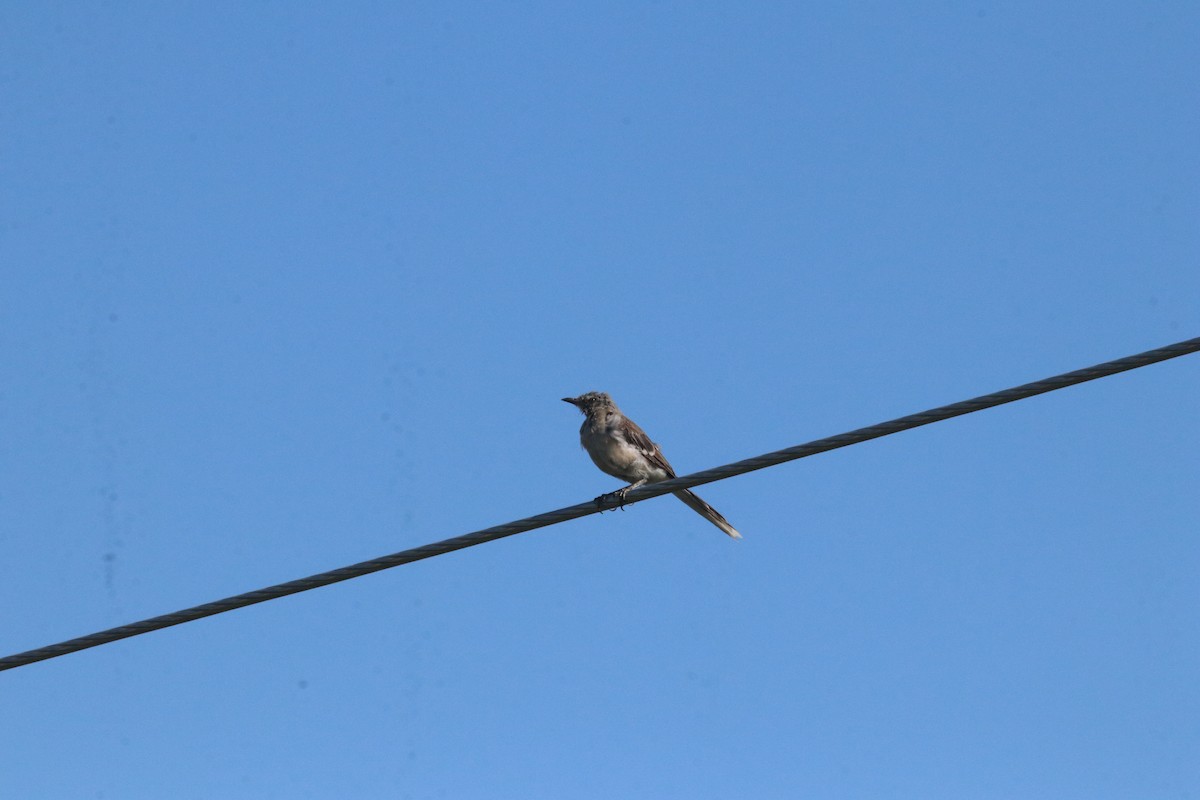 Northern Mockingbird - ML623727883