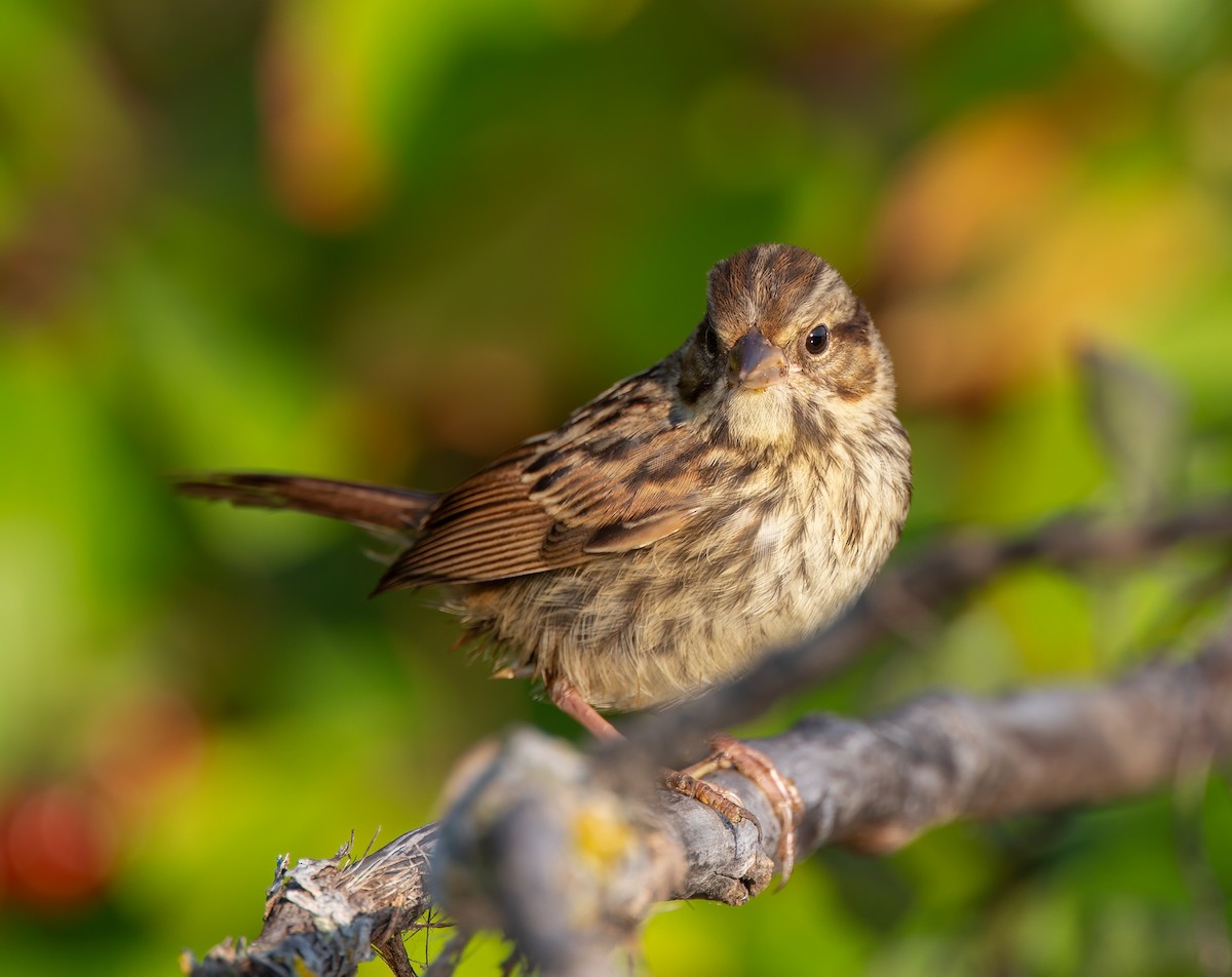 Song Sparrow - ML623727887