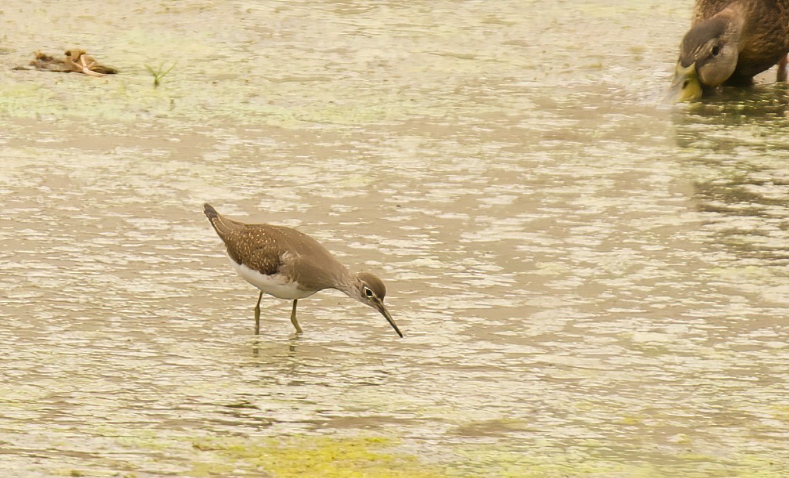 Solitary Sandpiper - ML623727906