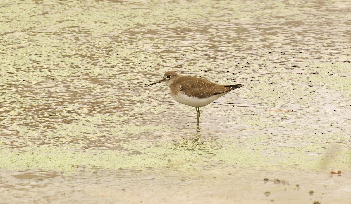 Solitary Sandpiper - ML623727907