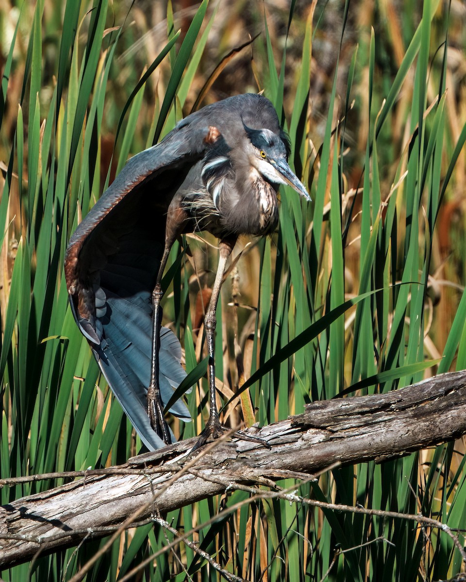 Great Blue Heron - ML623727928