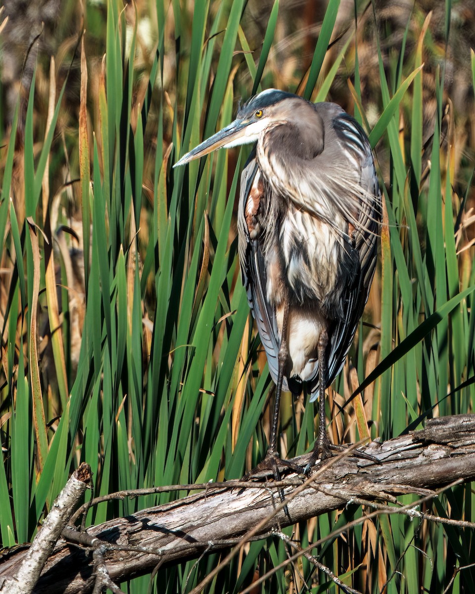 Great Blue Heron - ML623727931