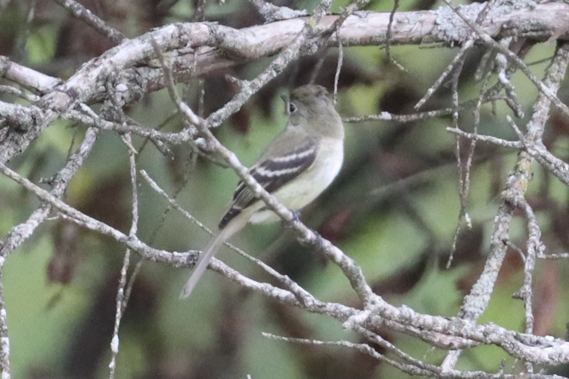 Least Flycatcher - ML623727941