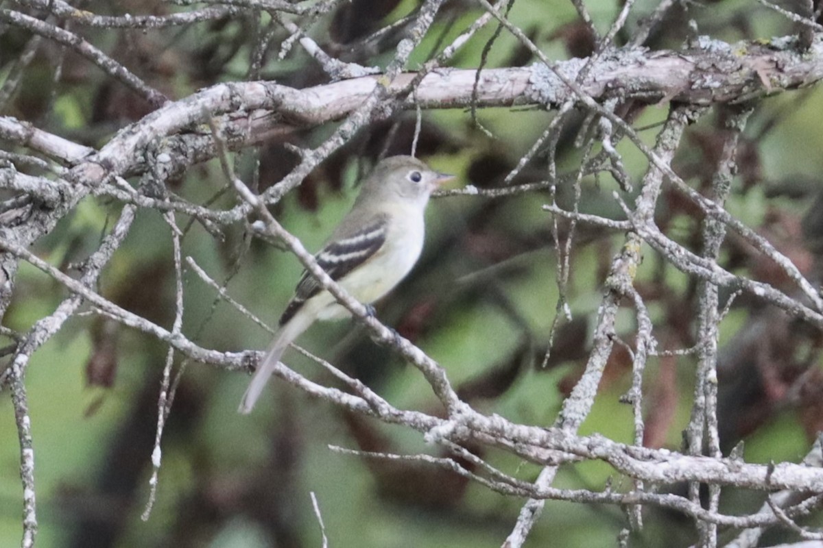 Least Flycatcher - Wayne Patterson