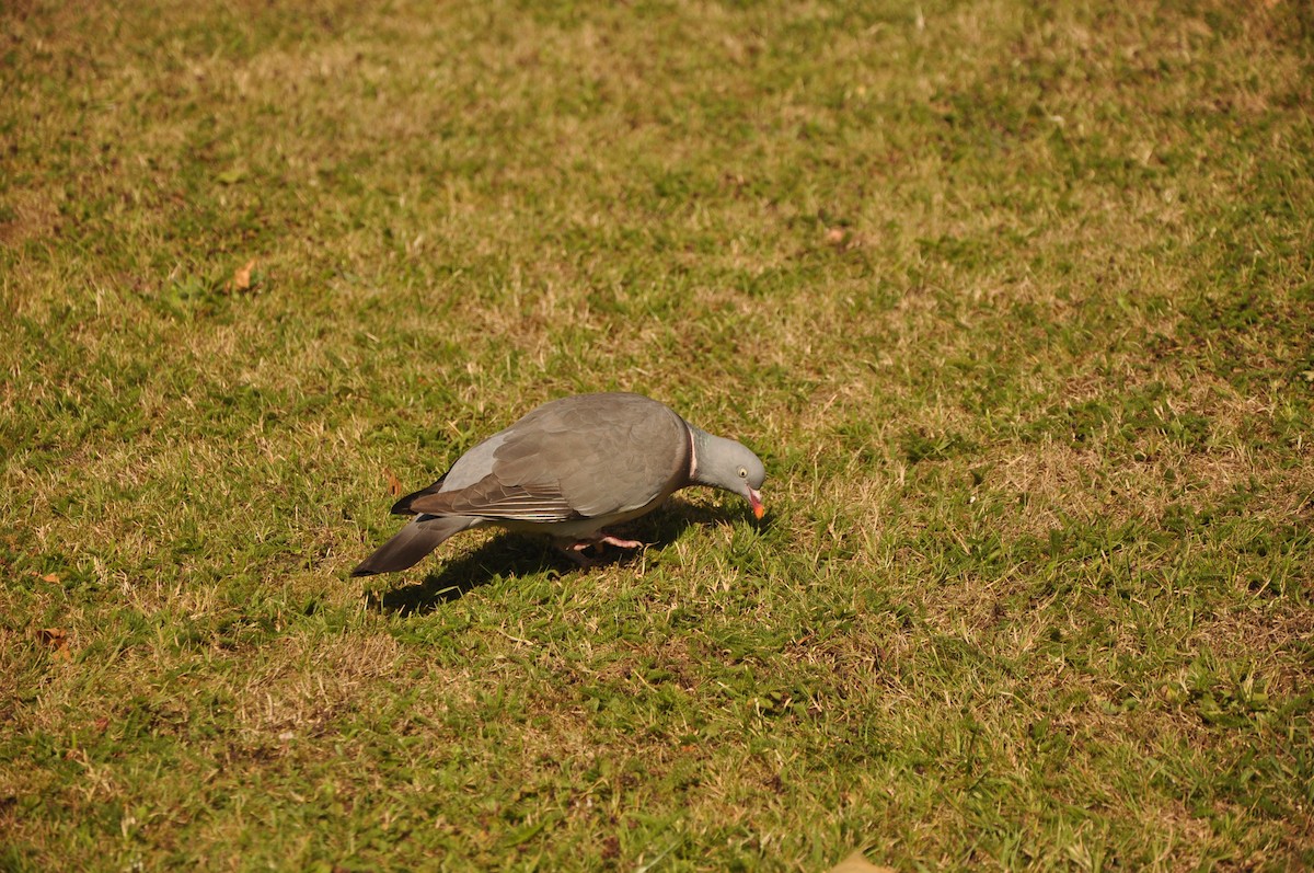 Common Wood-Pigeon - Abigail Duvall