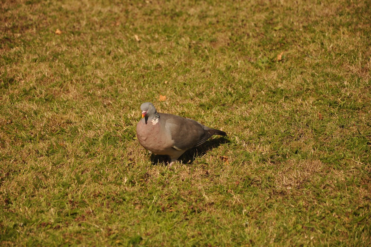 Common Wood-Pigeon - Abigail Duvall