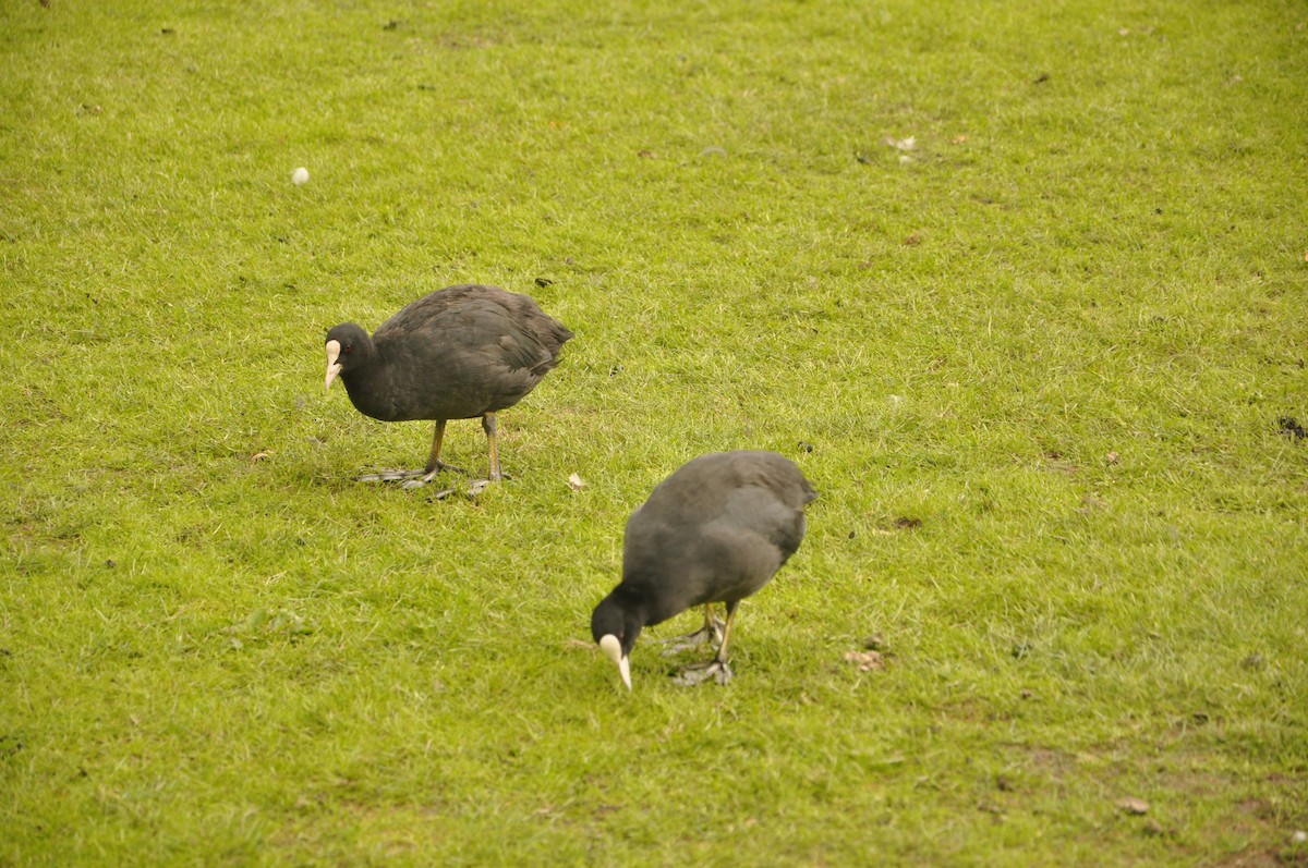 Eurasian Coot - Abigail Duvall