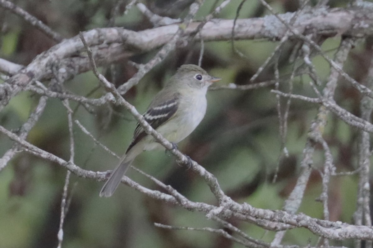 Least Flycatcher - Wayne Patterson