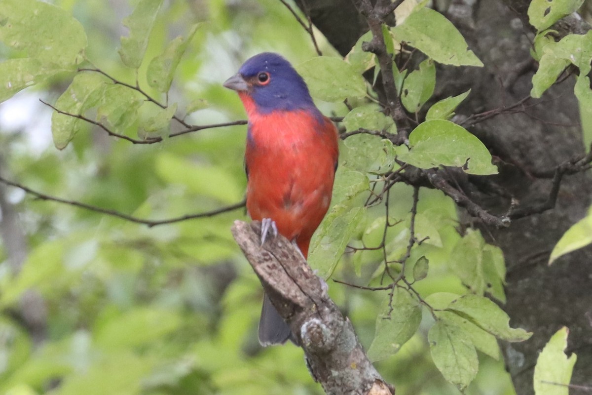 Painted Bunting - ML623728034