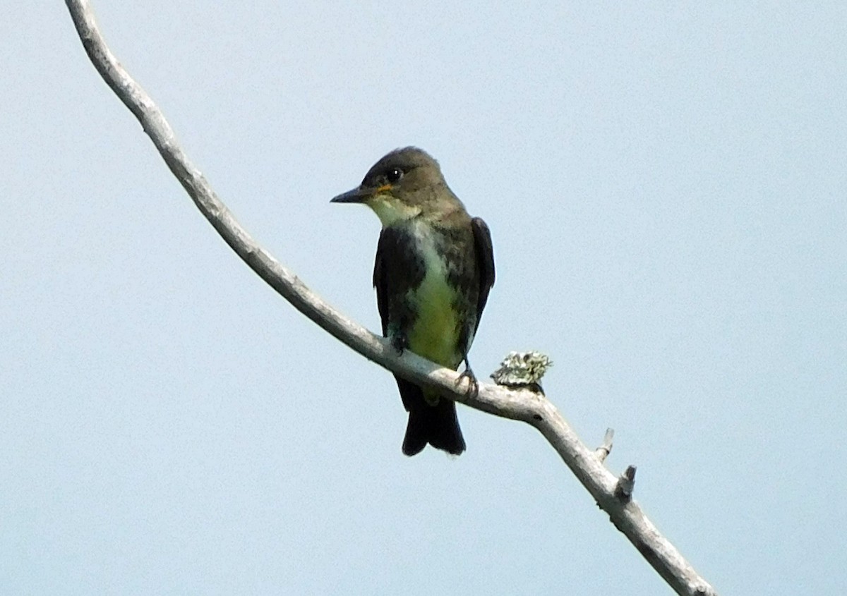 Olive-sided Flycatcher - ML623728066