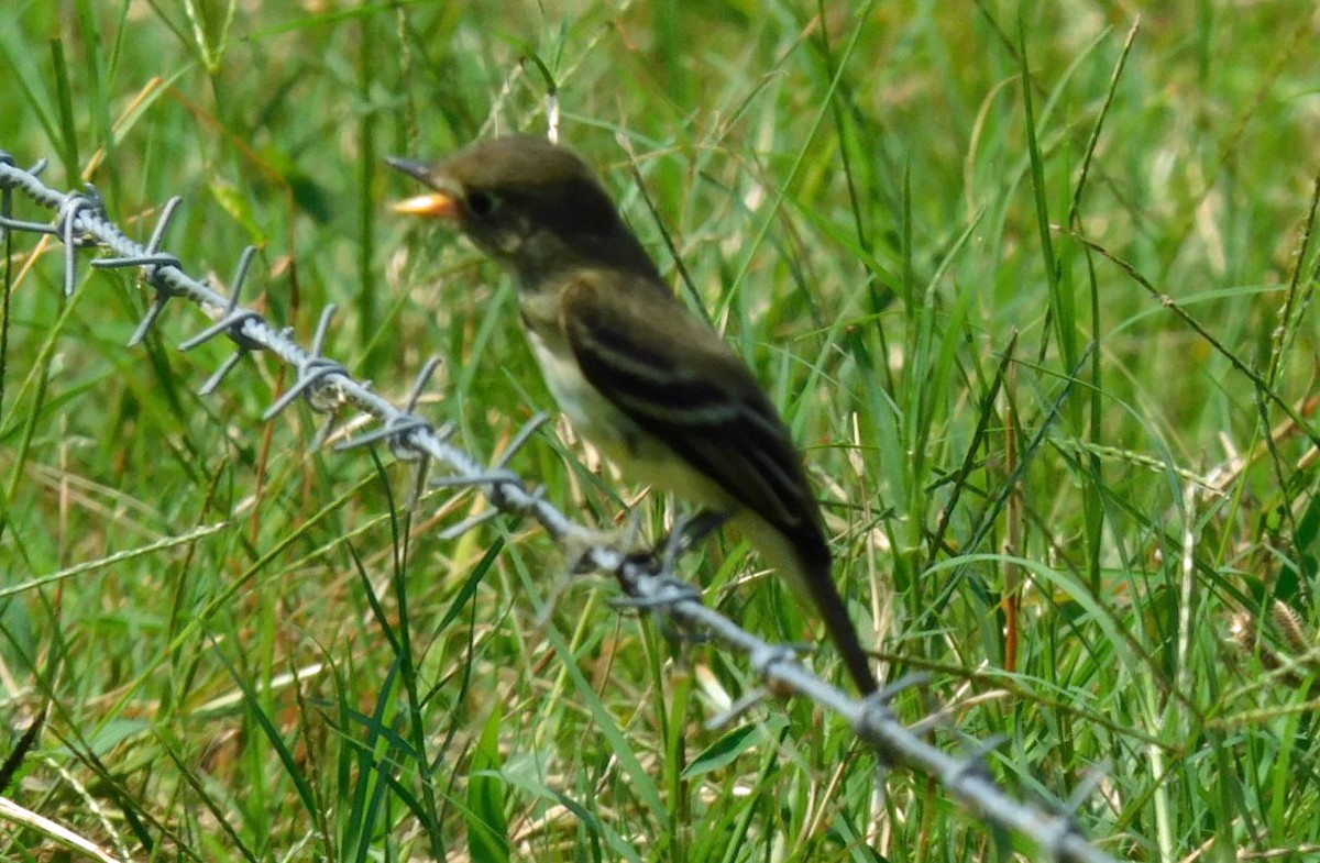 Alder Flycatcher - ML623728074