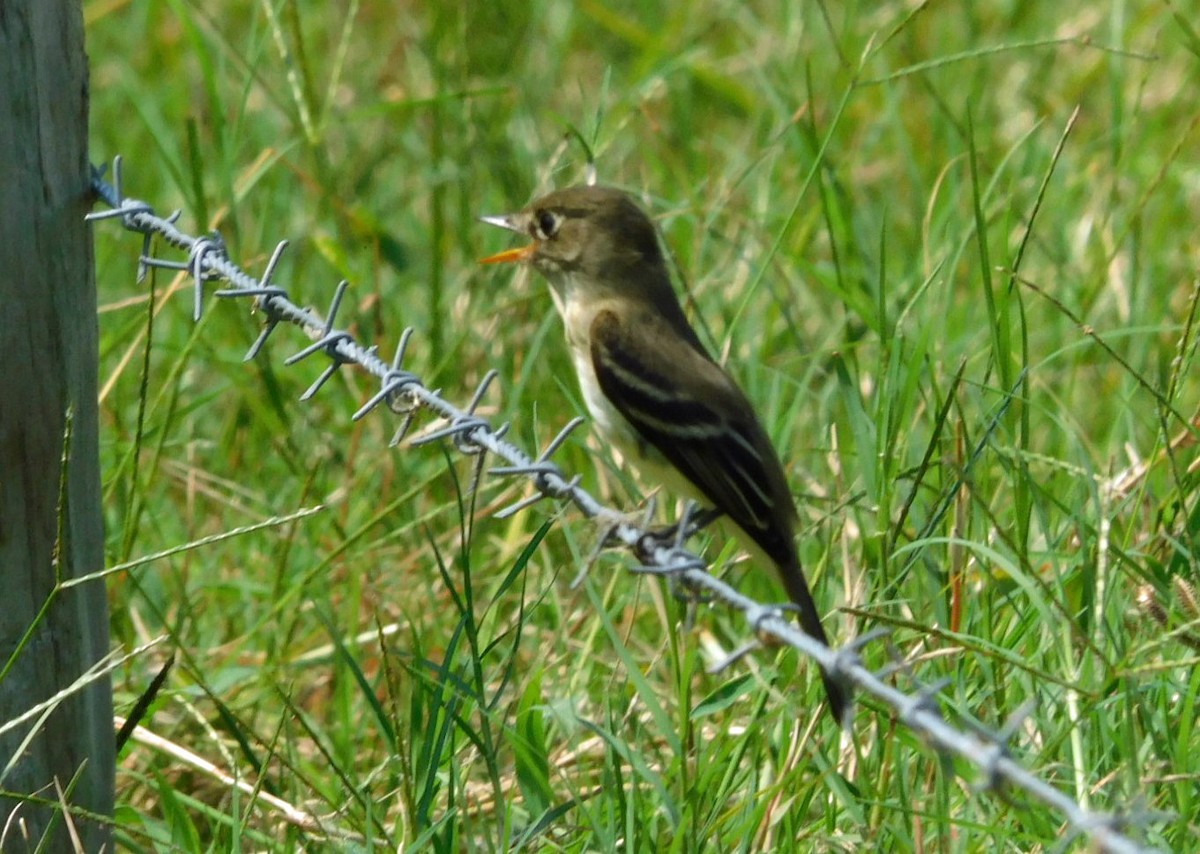 Alder Flycatcher - ML623728075