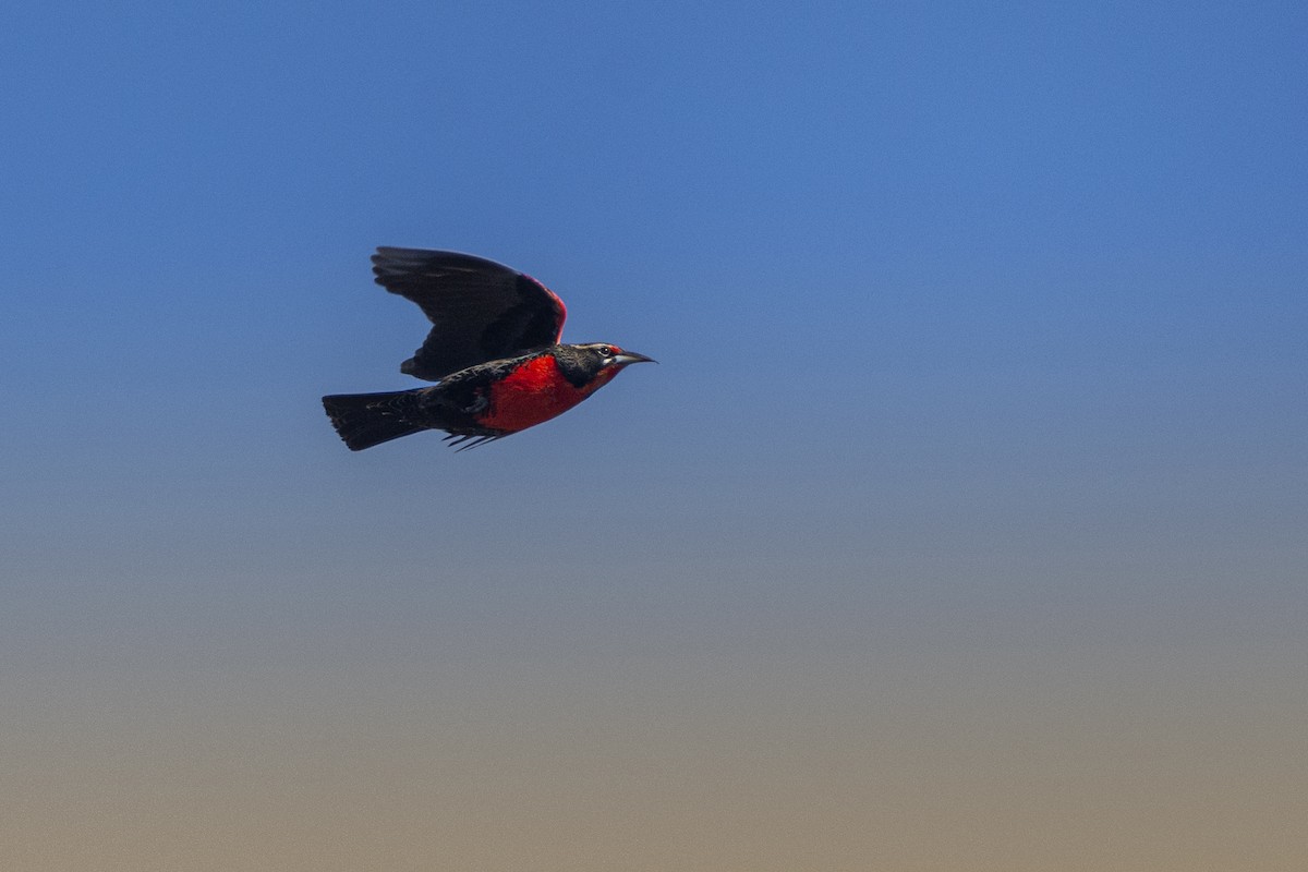 Pampas Meadowlark - ML623728091