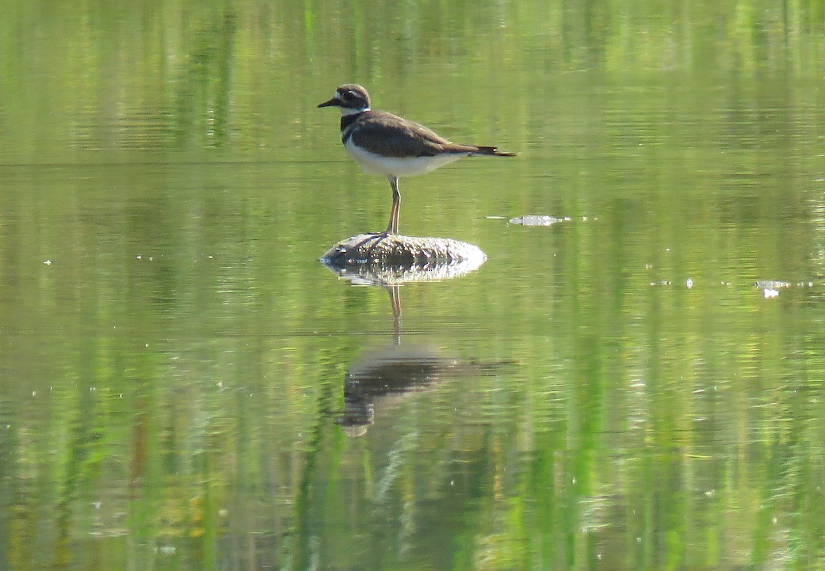 Killdeer - ML623728121