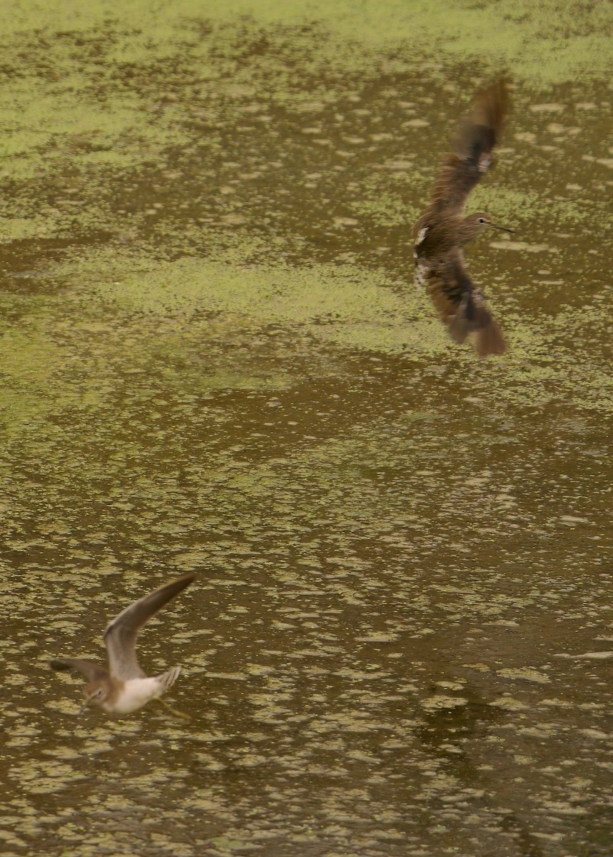 Solitary Sandpiper - Jane Mygatt