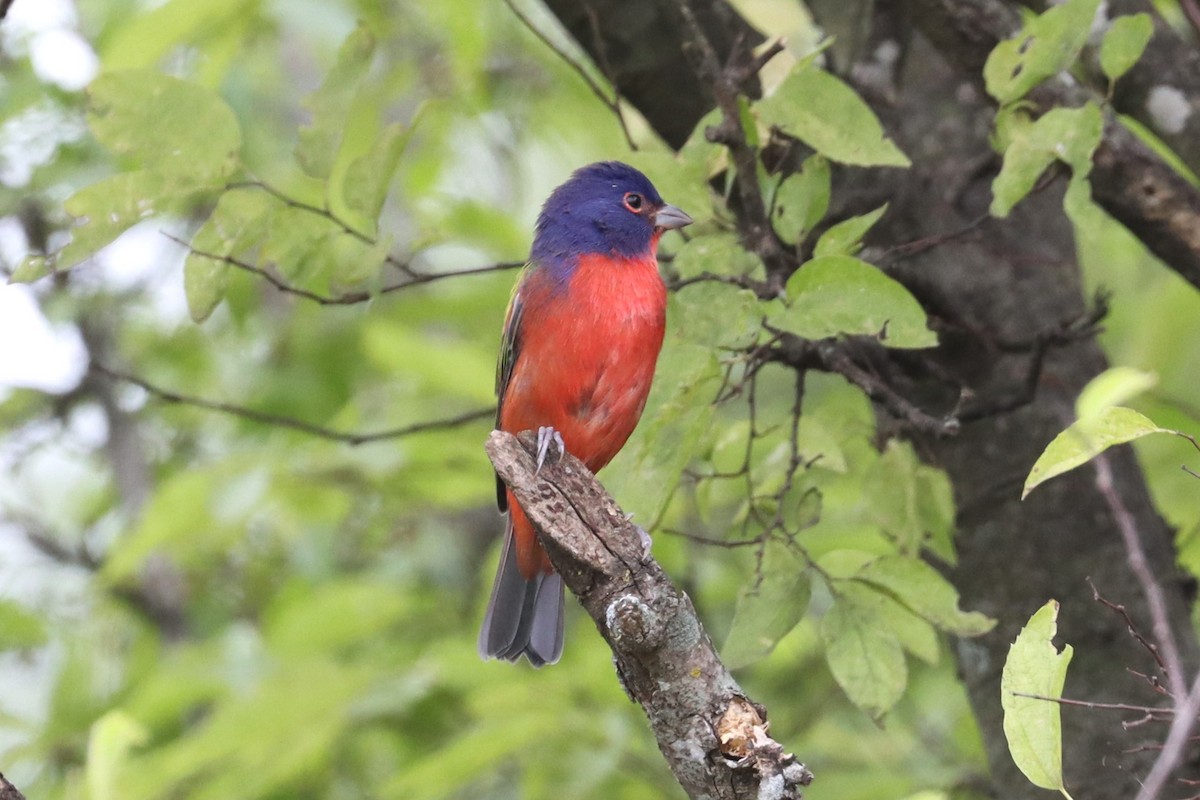 Painted Bunting - ML623728139