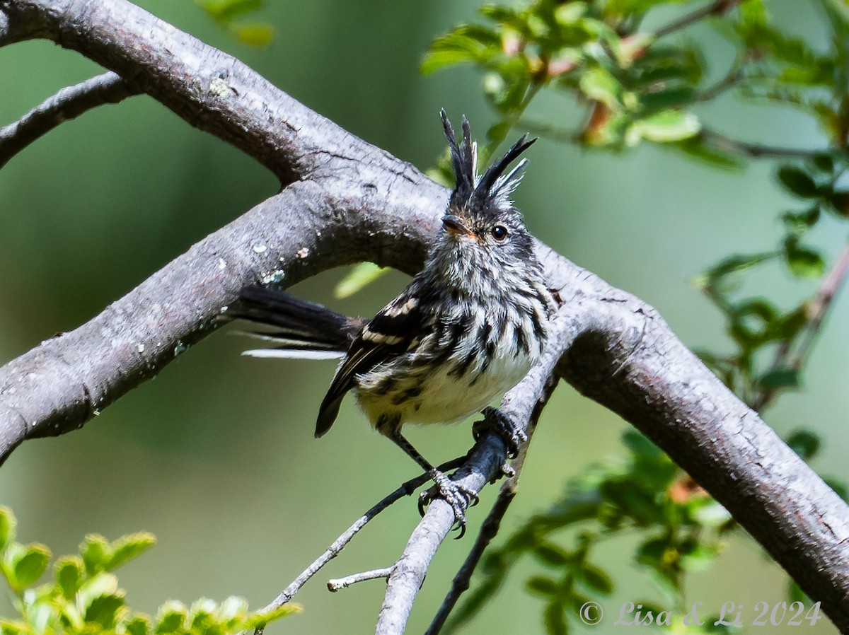 Black-crested Tit-Tyrant - ML623728156