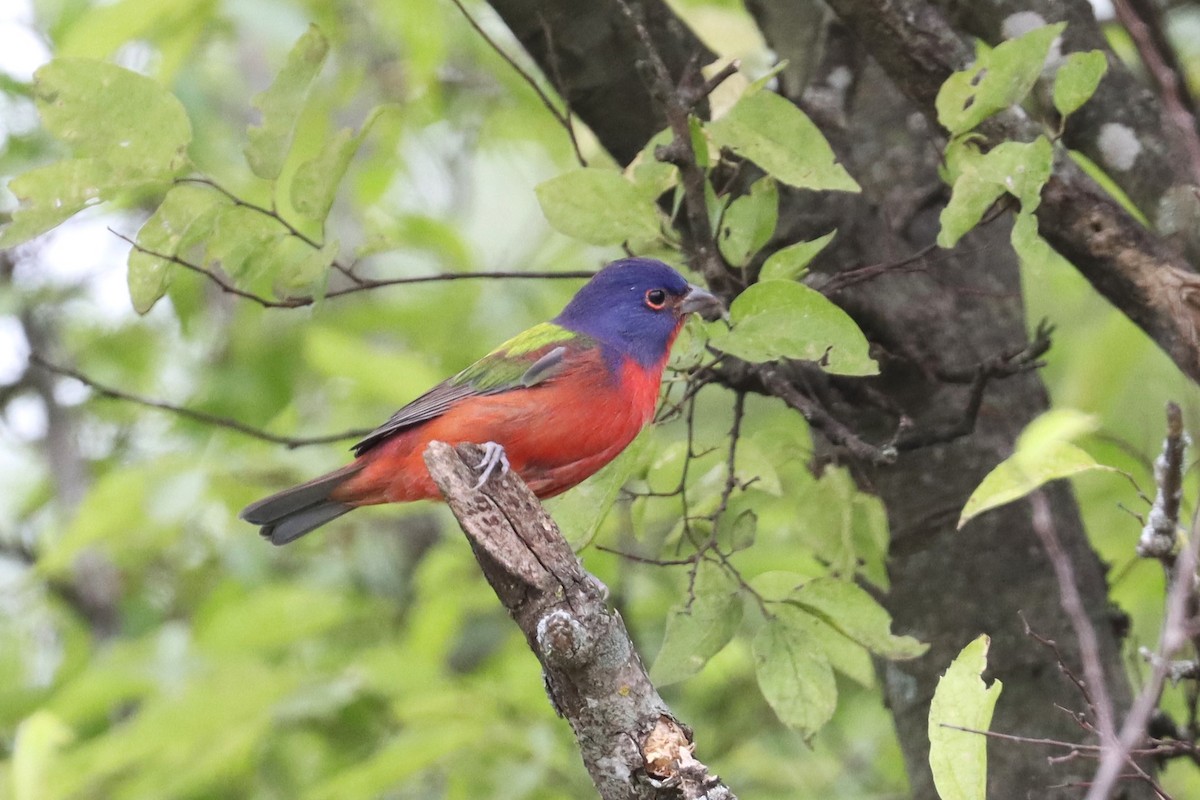 Painted Bunting - Wayne Patterson