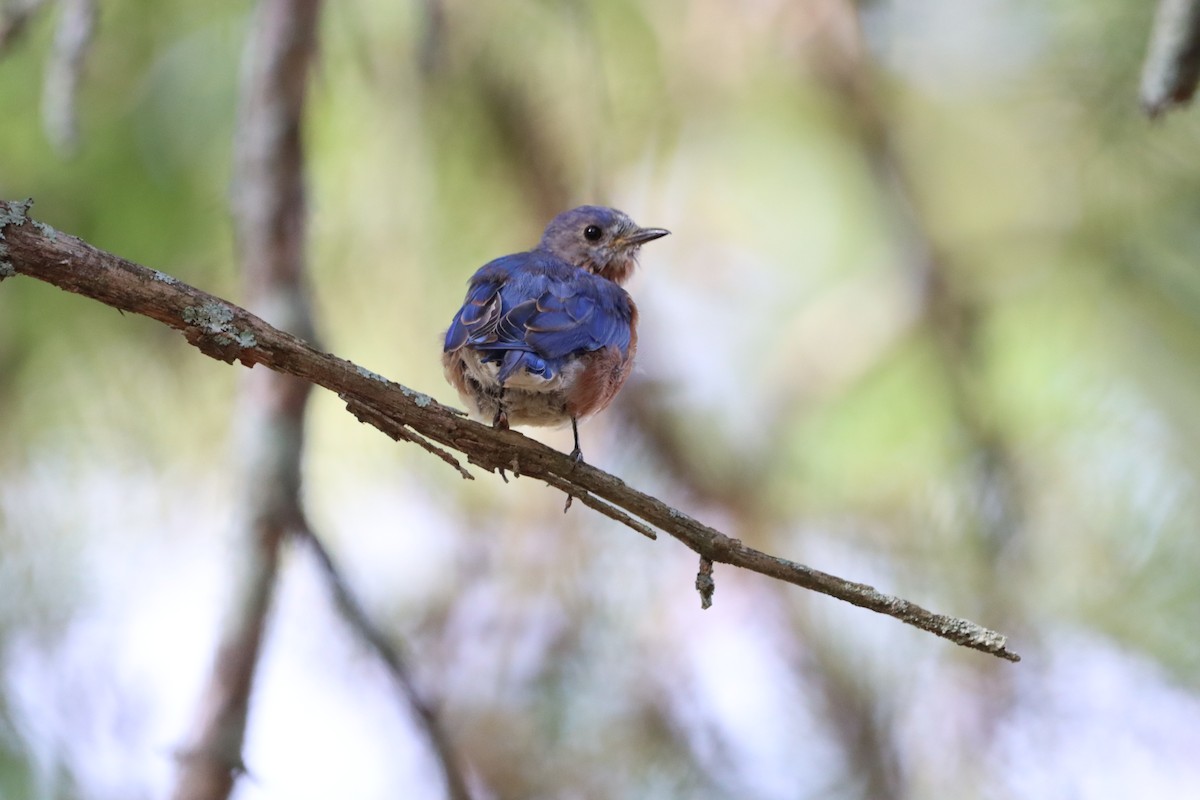 Eastern Bluebird - ML623728169