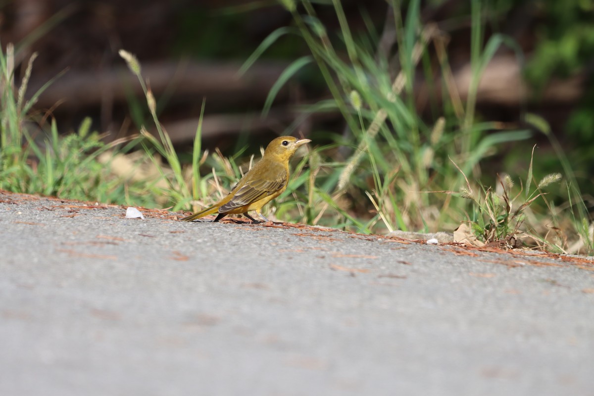 Summer Tanager - ML623728182