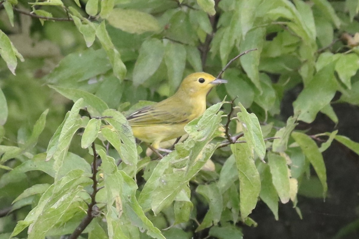 Yellow Warbler - ML623728192