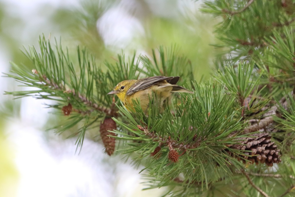 Pine Warbler - ML623728212