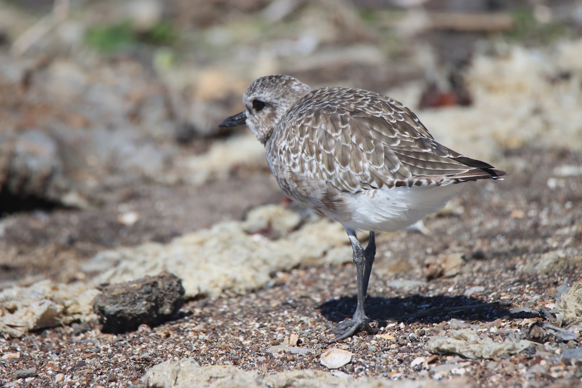 Black-bellied Plover - ML623728230