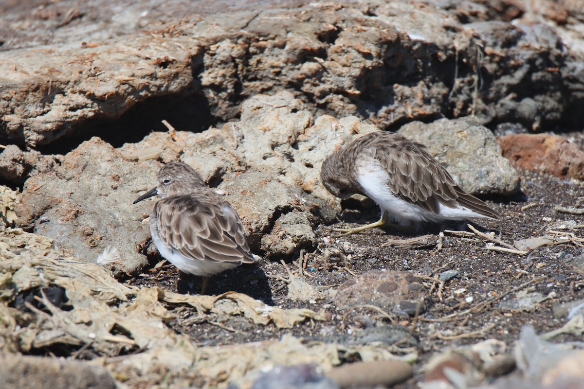 Least Sandpiper - ML623728238