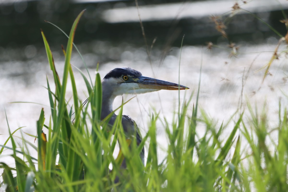 Great Blue Heron - ML623728245