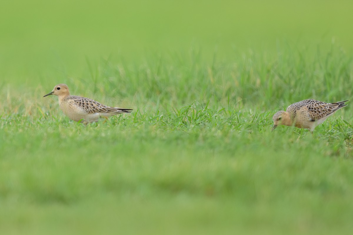 Buff-breasted Sandpiper - ML623728246