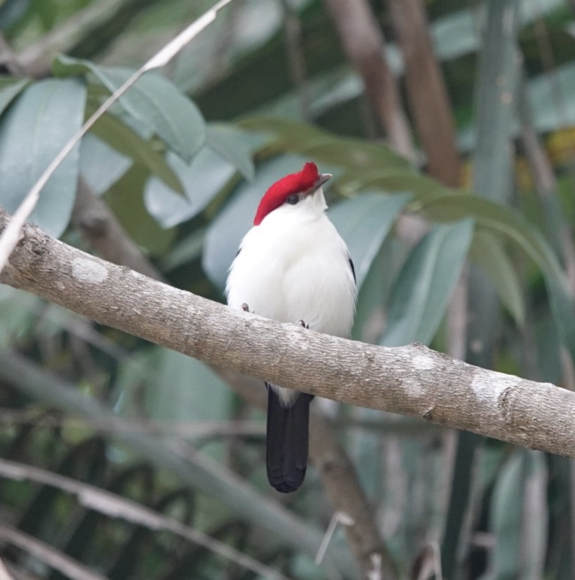 Araripe Manakin - ML623728248