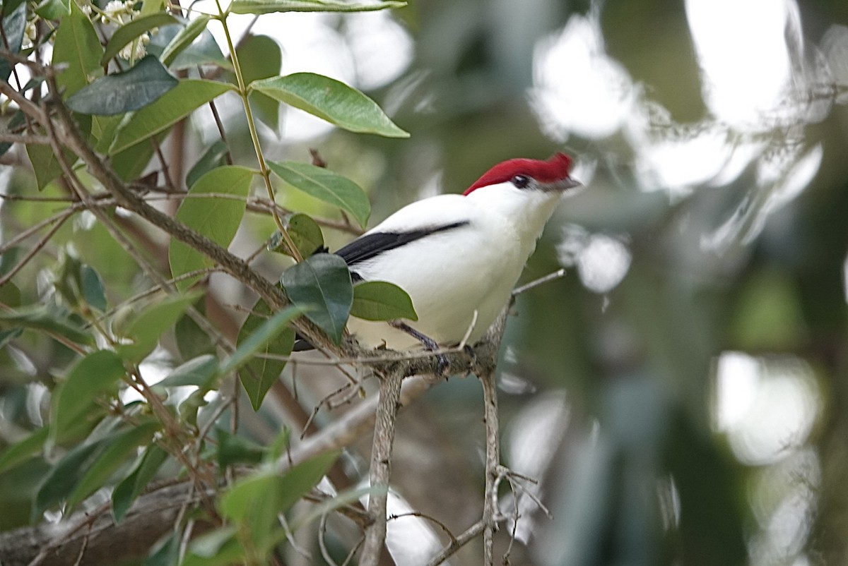 Araripe Manakin - ML623728249