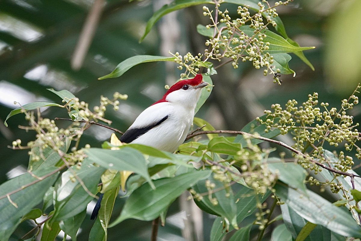 Araripe Manakin - ML623728250