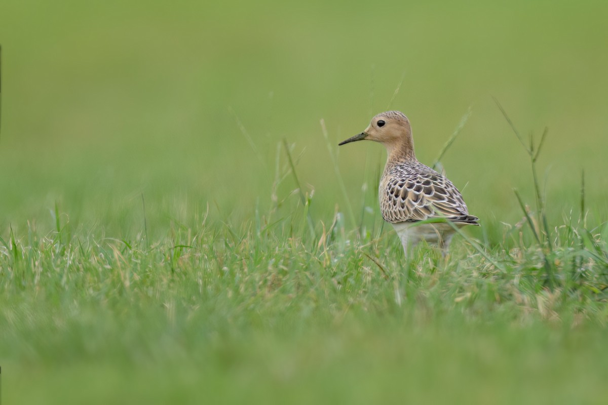 Buff-breasted Sandpiper - ML623728253