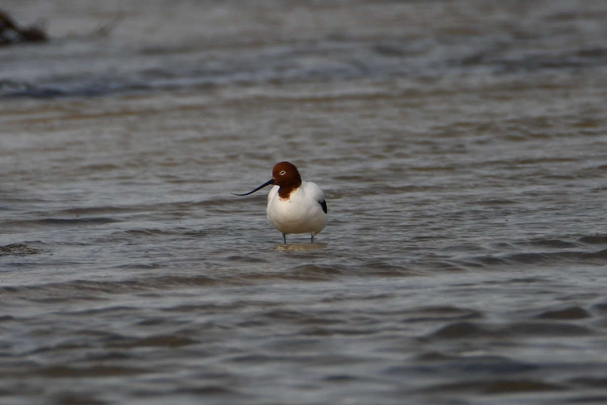 Red-necked Avocet - ML623728268