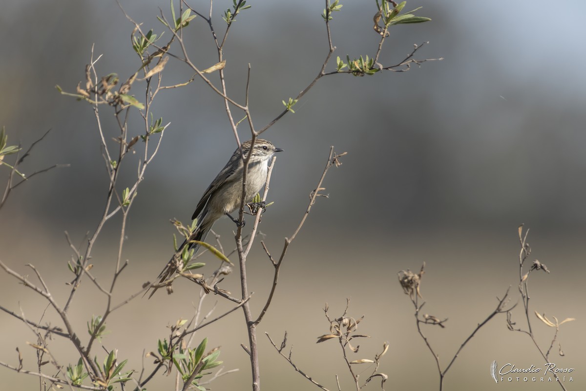 Plain-mantled Tit-Spinetail - ML623728287