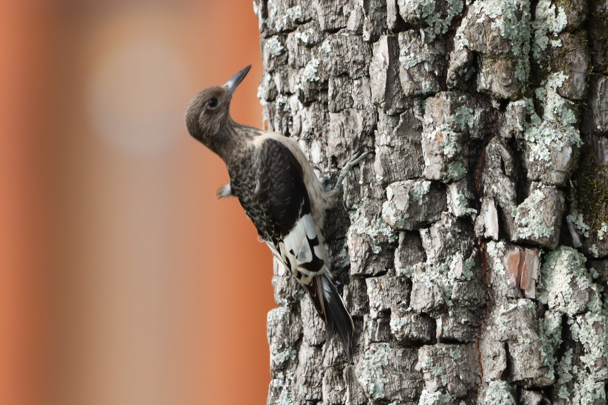 Red-headed Woodpecker - ML623728325