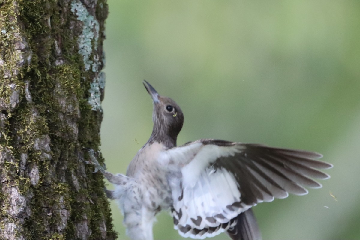 Red-headed Woodpecker - ML623728360